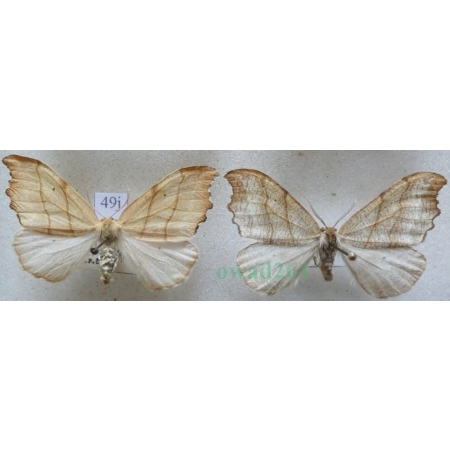 Falcaria lacertinaria (Linnaeus, 1758) pair Wycinka jaszczurówka Czech49j